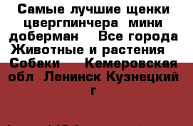 Самые лучшие щенки цвергпинчера (мини доберман) - Все города Животные и растения » Собаки   . Кемеровская обл.,Ленинск-Кузнецкий г.